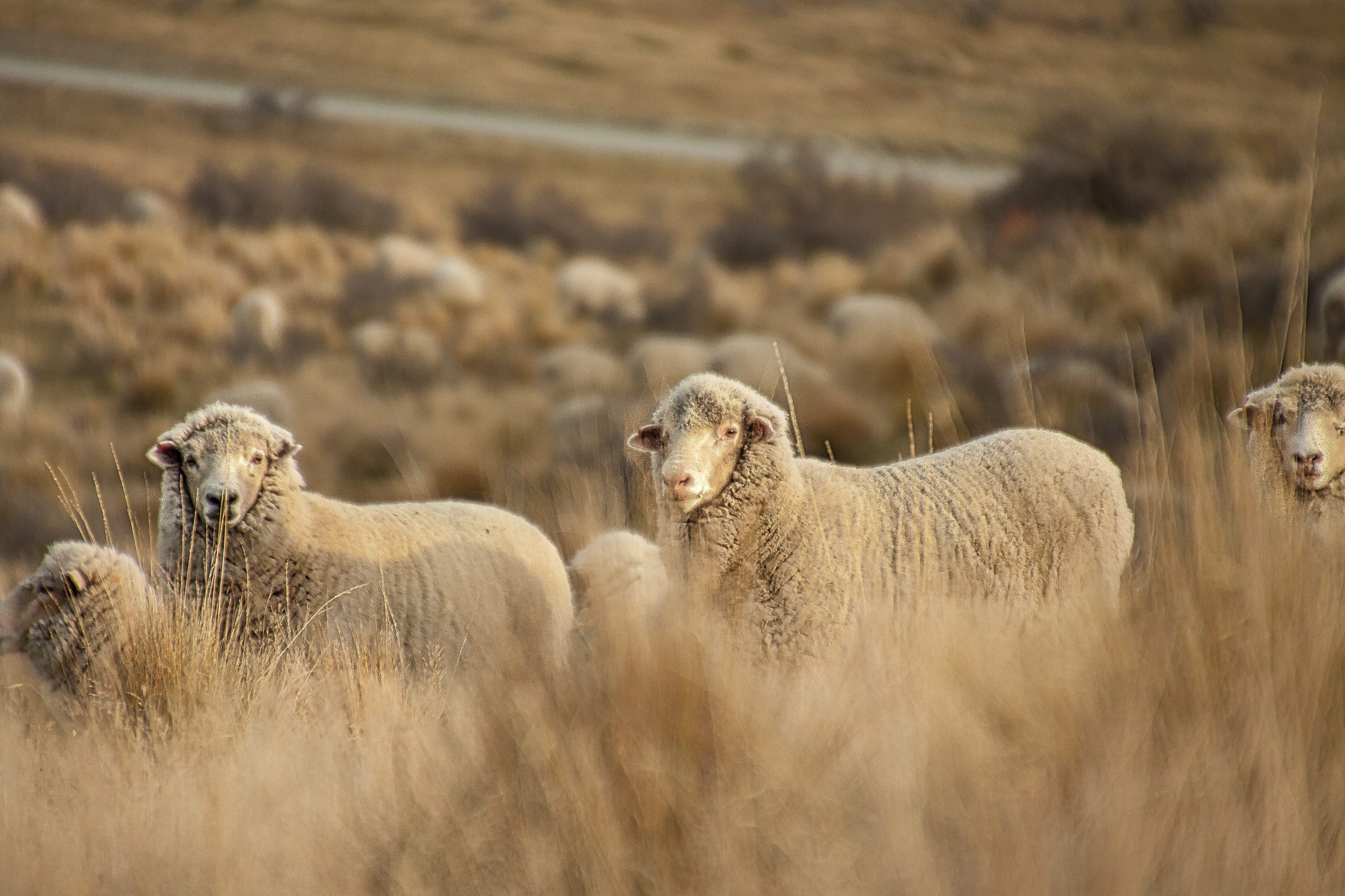 casey tours new zealand